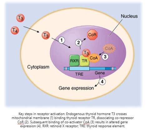 Viking Therapeutics – Thyroid Receptor beta Agonists for Lipid Disorders