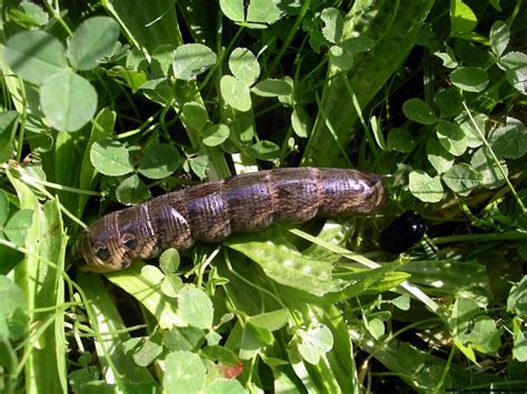 hokum: elephant hawk-moth caterpillar