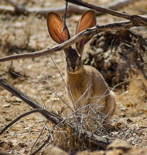 Wabbit Season Black-tailed jackrabbit Lepus californicus - Photorator