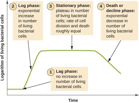 9.1 How Microbes Grow - Microbiology | OpenStax