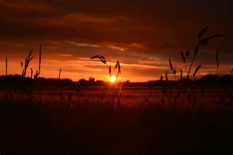 Orange Wheat Field Sunset 5k Wallpaper,HD Nature Wallpapers,4k ...