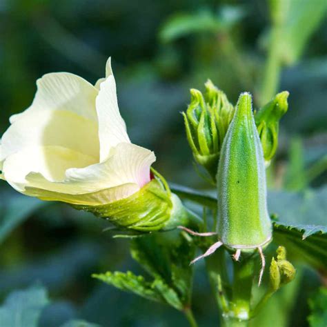 Okra Seeds - Okra Clemson Spinelss Herb Seed