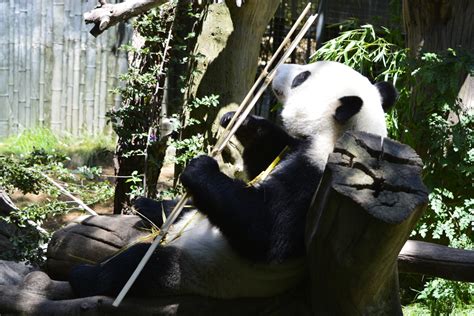 Panda Bear Free Stock Photo - Public Domain Pictures