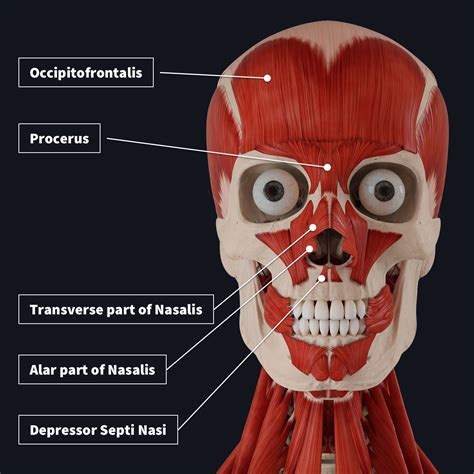 The muscles of facial expression | Complete Anatomy