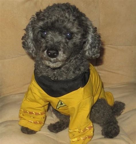 Star Trek Dog Costume - Captain Kirk | BaxterBoo