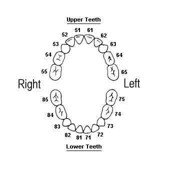 What Do Tooth Numbers Mean? - Teeth FAQ Blog