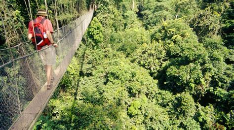 Kakum National Park records sharp reduction in patronage - Prime News Ghana