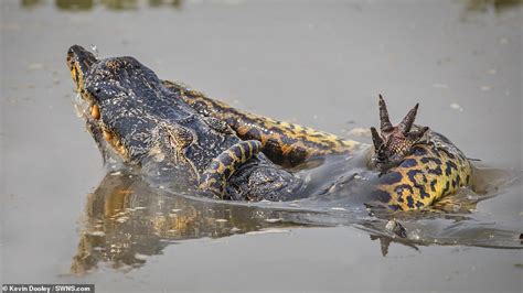 Intense Video: Huge 28ft anaconda KILLS a crocodile in dramatic fight ...