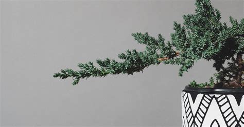 How To Bonsai A Pine Tree - The Garden Magazine