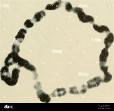 Ring chromosome hi-res stock photography and images - Alamy