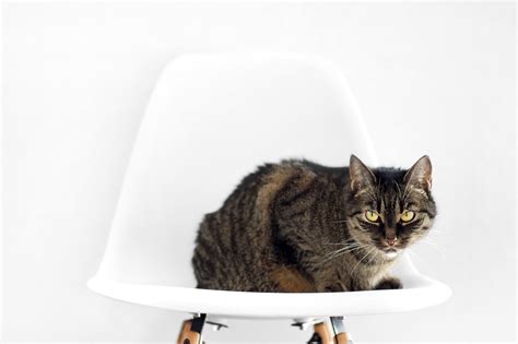 Cat sitting on chair image - Free stock photo - Public Domain photo - CC0 Images