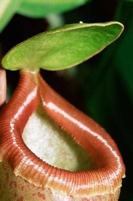 Carnivorous Plants in the Tropical Rainforest | eHow