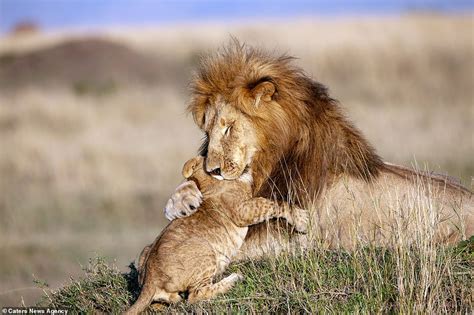 Real life Mufasa and Simba: Cub gives his father a hug in scene reminiscent of Lion King | Daily ...