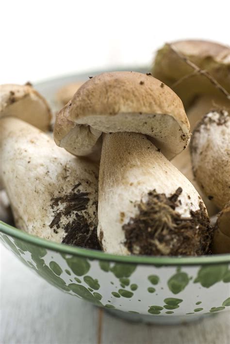 Mushroom Types Edible And Non Edible Varieties With Pictures | My XXX ...