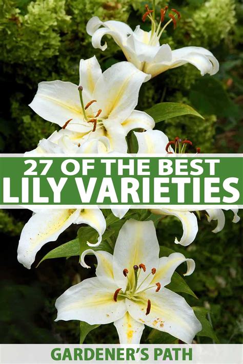 27 of the Best Lily Varieties | Gardener’s Path