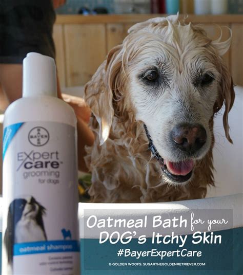 Oatmeal Bath For Your Dog’s Itchy Skin #BayerExpertCare - Golden Woofs