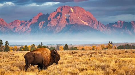 Download Grand Teton National Park USA Wyoming Animal American Bison HD Wallpaper