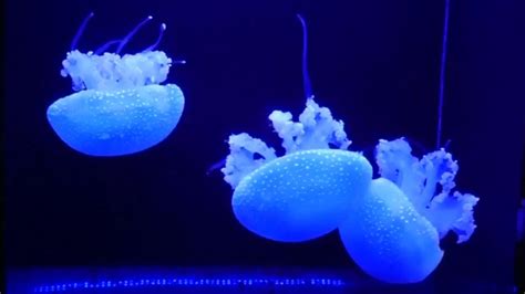 Japan's aquarium boasts of largest collection of jellyfish in the world - YouTube