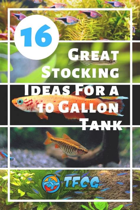 Ideas For Stocking A 10 Gallon Fish Tank [Best List & Guide]