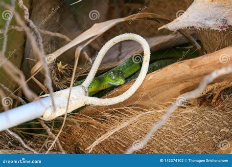 Snake Catcher Stick Tool Equipment Catch the Green Cat Snake Hides in ...