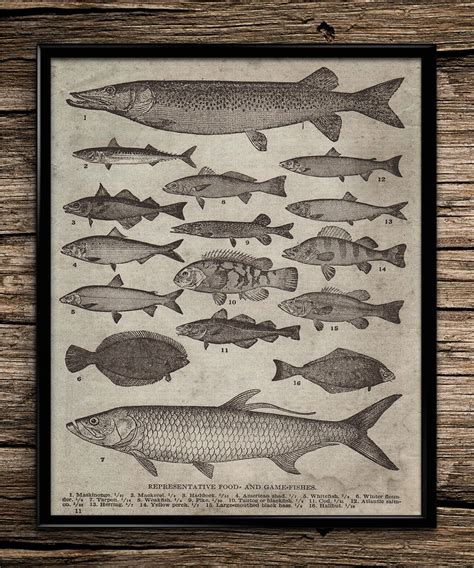 Vintage breeds of fish fishing poster fishing by UniquelyGiftedArt