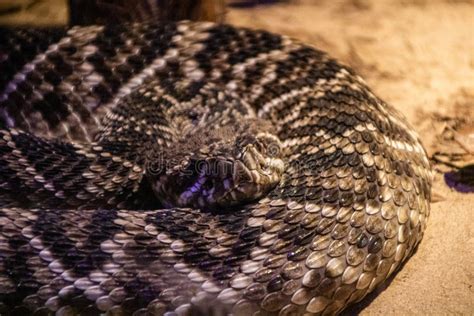 Eastern Diamondback Rattlesnake In Everglades National Park, Florida ...