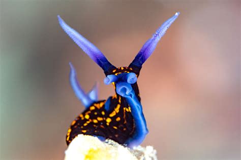 10 weird-looking sea creatures | Daily Sabah