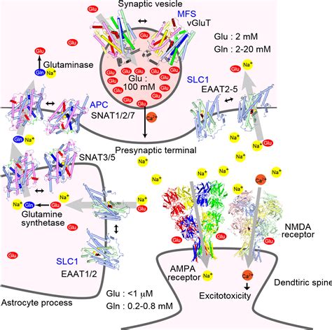 IJMS | Free Full-Text | Structure-Function Relationship of Transporters ...