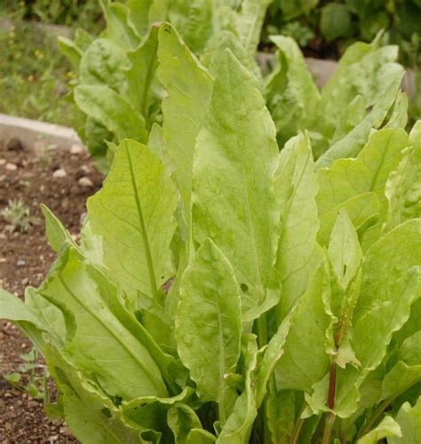 Large Leaf Sorrel Organic – West Coast Seeds