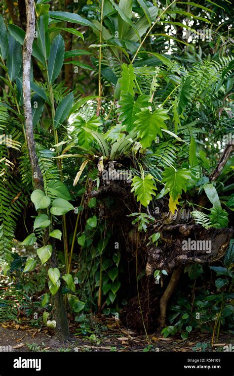 Rainforest in Masoala national park, Madagascar Stock Photo - Alamy