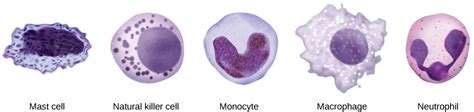 12.2 Innate Immunity – Concepts of Biology 1st Canadian Edition- Gunness