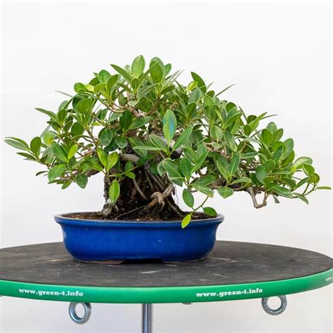 Cutback and wiring a Green Island ficus - Bonsai Tonight