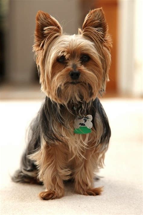 50 Damn Cute Yorkie Haircuts For Your Puppy – HairstyleCamp