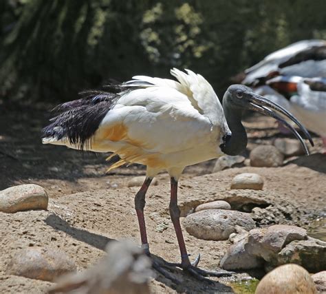 Pictures and information on African Sacred Ibis