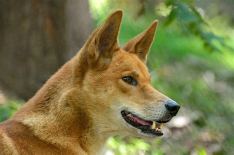 Dingoes are native—and need protecting - Vet Practice Magazine