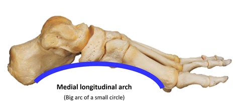 Anatomy, Bony Pelvis and Lower Limb, Arches of the Foot Article