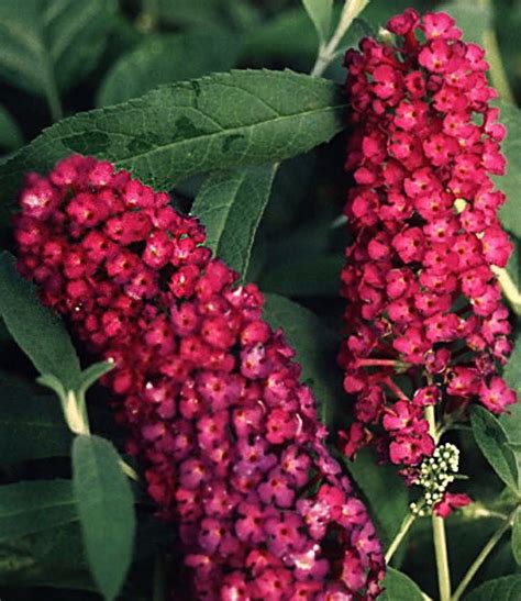 USA SELLER Royal Red Butterfly Bush 25 seeds