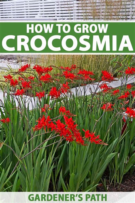 How to Grow and Care for Crocosmia Flowers (Coppertips)