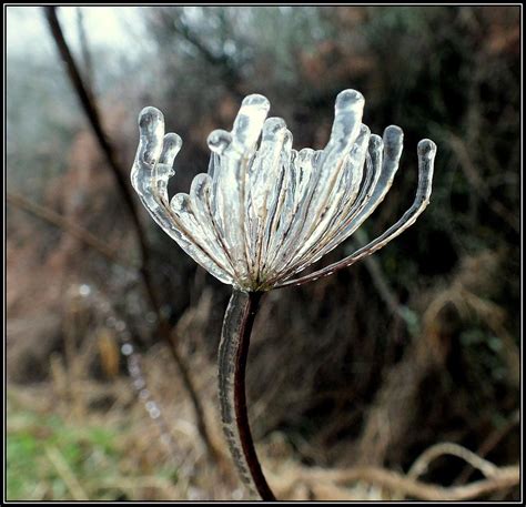 Ice Flower Photograph by Lorainek Photographs