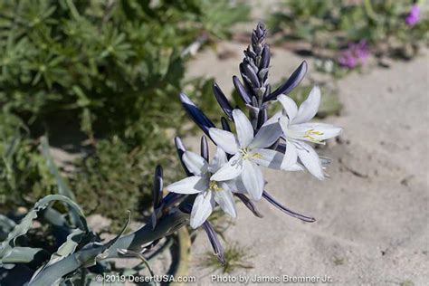 Desert Lily - DesertUSA