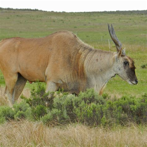 Our changing Agulhas Plain: Life and extinction