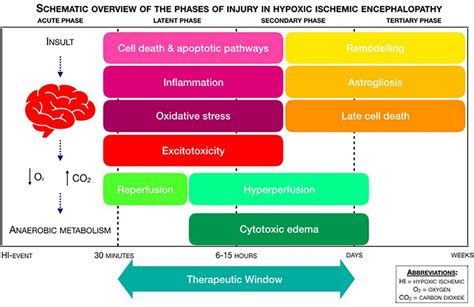 Hypoxic Ischemic Encephalopathy - Physiopedia