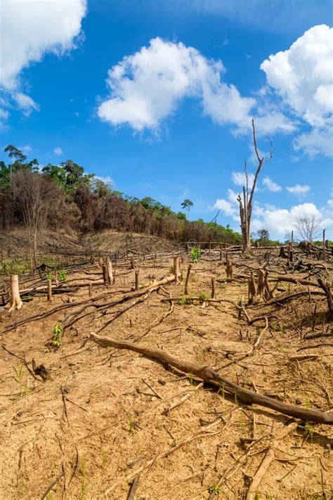 Deforestation in the Philippines Stock Photo - Image of damage, human ...