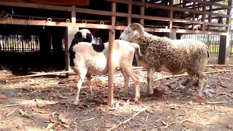 Topik 7 - Sheep Mating With A Goat - YouTube