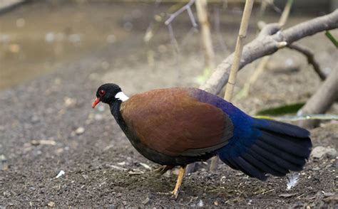 Colourful new bird species at RZSS Edinburgh Zoo