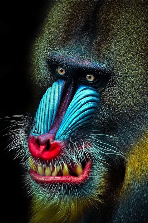 "Mandrill" by Natalie Manuel | Redbubble