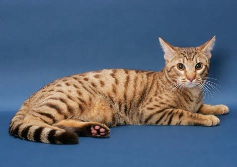 Cute Ocicat Kittens Photos