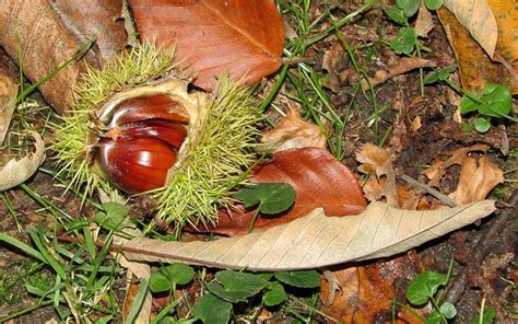 How to Roast Sweet Chestnuts