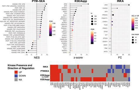 Kinase activity inference from a differential U2OS ±IR global... | Download Scientific Diagram