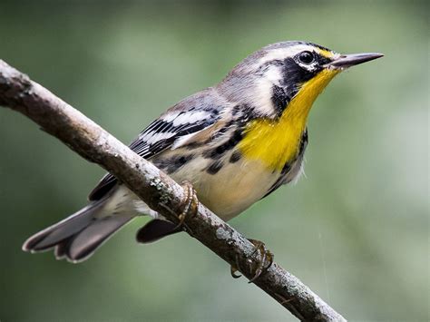 Yellow-throated Warbler - eBird Québec